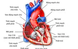 Phát hiện tế bào thần kinh điều hòa nhịp tim