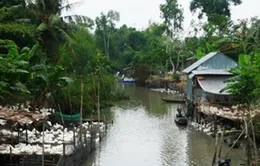 Kiên Giang: Tiêu hủy 1.600 con gia cầm nhiễm cúm A/H5N1 