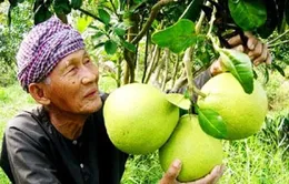 Nông dân Tiền Giang phấn khởi vì trái cây được giá