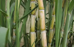 Thuốc chữa bệnh từ cây mía