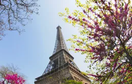 Thủ đô Paris lãng mạn vào Xuân