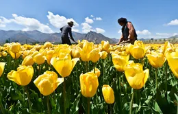 Tulip đua sắc tại Liêu Ninh, Trung Quốc