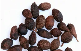 Thuốc Nam chữa bệnh thường gặp mùa nắng nóng