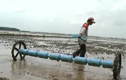 Vụ Thu Đông: Vẫn câu hỏi trồng giống lúa gì?