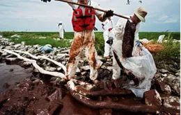 Hậu quả khủng khiếp từ thảm họa tràn dầu vịnh Mexico