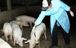 Bùng phát dịch tai xanh ở Đắk Lắk 