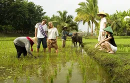 Du lịch homestay ở đảo Lý Sơn: Rào cản tâm linh
