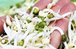 Công dụng chữa bệnh bất ngờ từ giá đỗ xanh