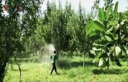 Thuốc trừ sâu làm tăng nguy cơ mắc ung thư não