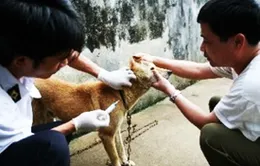 Công điện khẩn về phòng chống bệnh dại trên động vật	