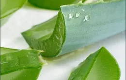 Lô hội không có tác dụng chữa bệnh ngoài da