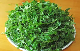 Lá ngải cứu – Vị thuốc hữu dụng