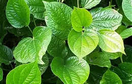 Công dụng chữa bệnh kỳ diệu của lá lốt