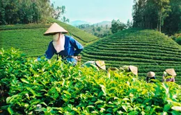 84 đoàn tham dự Festival Trà Thái Nguyên – Việt Nam 2013