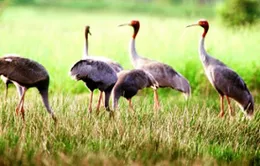 Hải Dương phát triển du lịch cộng đồng ở khu sinh thái Đảo Cò