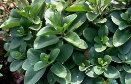 Cây lá bỏng - Vị thuốc đa tác dụng