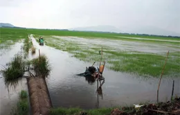Hỗ trợ 2.000 tấn lúa giống cho người dân sau lũ
