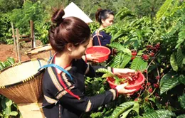 Đẩy mạnh phát triển du lịch tuyến Buôn Ma Thuột - Đà Lạt