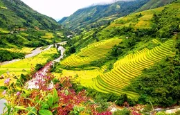 Ruộng bậc thang Sa Pa lọt top 11 ruộng bậc thang đẹp nhất thế giới
