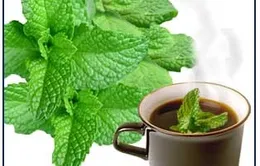 Cách dùng tinh dầu bạc hà