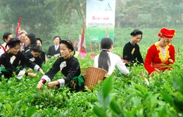 Di sản văn hóa trà Việt 