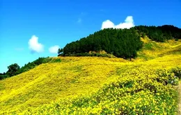Hoa dã quỳ - sản phẩm du lịch mới của Đà Lạt
