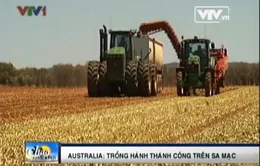 Australia: Trồng hành tây trên... sa mạc