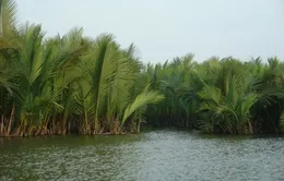 Khám phá xứ dừa ở Hội An