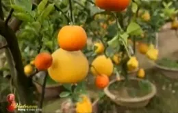 Độc đáo cây ngũ quả ngày Tết