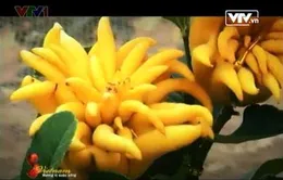 Thăm làng trồng Phật thủ Đắc Sở những ngày giáp Tết