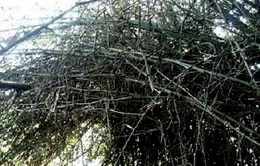 Tìm về Nghệ An xem tre mọc ngược