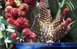 Kiểng trái lạ đón Tết