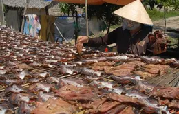 Khô cá lóc Chợ Mới - Món quà Tết độc đáo