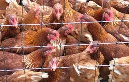 Đồng Tháp: 1 ca tử vong đầu tiên do nhiễm cúm A/H5N1