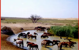 Con ngựa trong đời sống của người Kazakhstan
