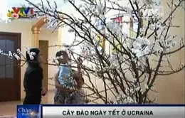 Chuyện cây đào ngày Tết ở Ukraine