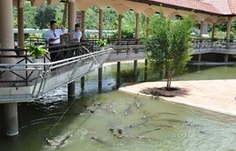 Câu cá sấu ở khu du lịch Yang Bay, Khánh Hòa 