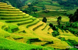 Cảnh đẹp mùa vàng Mù Cang Chải