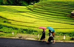 Sức hấp dẫn của Mù Cang Chải