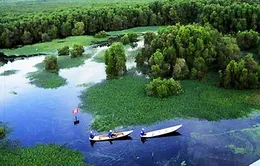 Khám phá rừng U Minh Hạ 