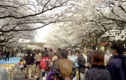 Hoa anh đào nở rộ trên khắp đường phố Tokyo