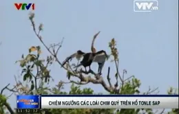 Chiêm ngưỡng các loài chim quý trên hồ Tonle Sap