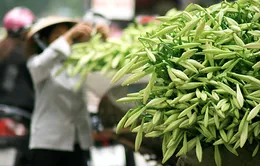 Hoa loa kèn gọi giai điệu tháng Tư