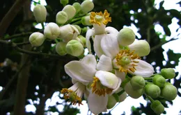 Mùa hoa bưởi