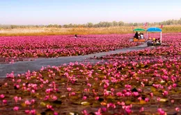 Đến Nong Han - Thái Lan ngắm đầm hoa rực rỡ sắc hồng