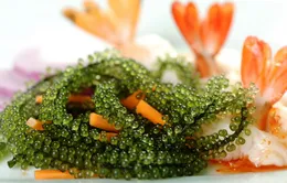 Đặc sản biển Nha Trang - Rong nho biển