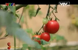 Thanh mát súp rau củ ở Đà Lạt