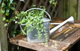 10 kiểu chậu hoa sáng tạo cho sân vườn 