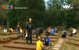 Giới trẻ Mỹ ngày càng rời xa công nghệ, về với ruộng vườn