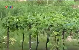 Tăng vốn pháp định BĐS - Khó loại bỏ chủ đầu tư “tay không bắt giặc”